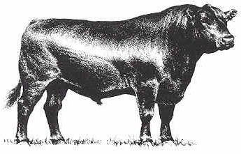 Angus